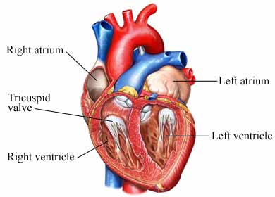 Anatomy of the_Heart