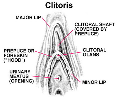 بظر ، البظر Clitoris