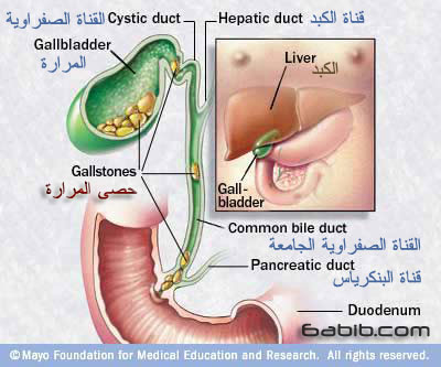 Gallbladder.jpg