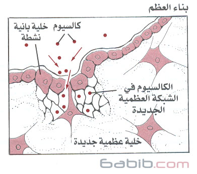 Osteoblasts.jpg