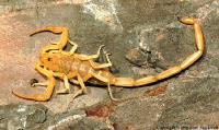   Scorpion Sting
