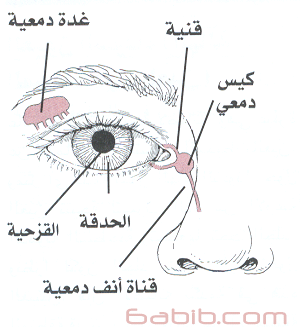 eyes Tear_drainage_system