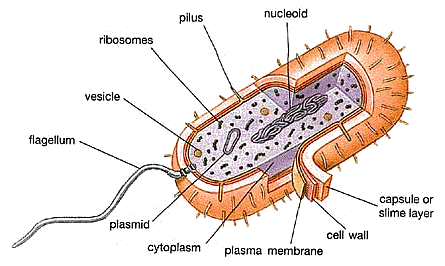 Typical_bacterial_cell.gif