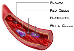 blood-components.jpg