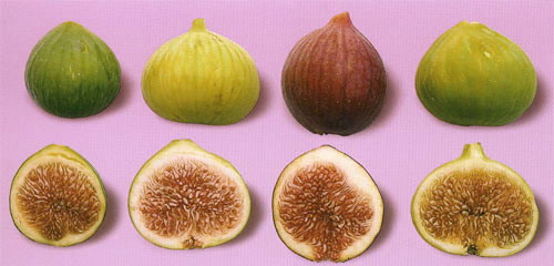 تين ، التين Figs , Ficus Caria