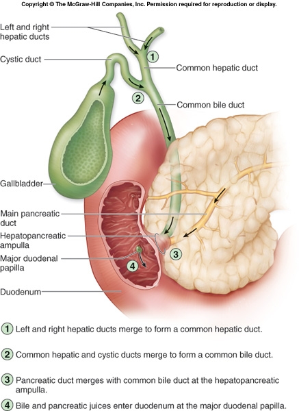 المرارة و قناة الصفراء gallbladder cystic and common bile duct