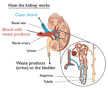 how the kidney works
