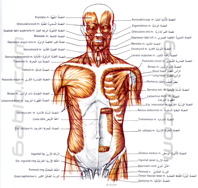muscles_of_head_neck_torso_anatomy.jpg