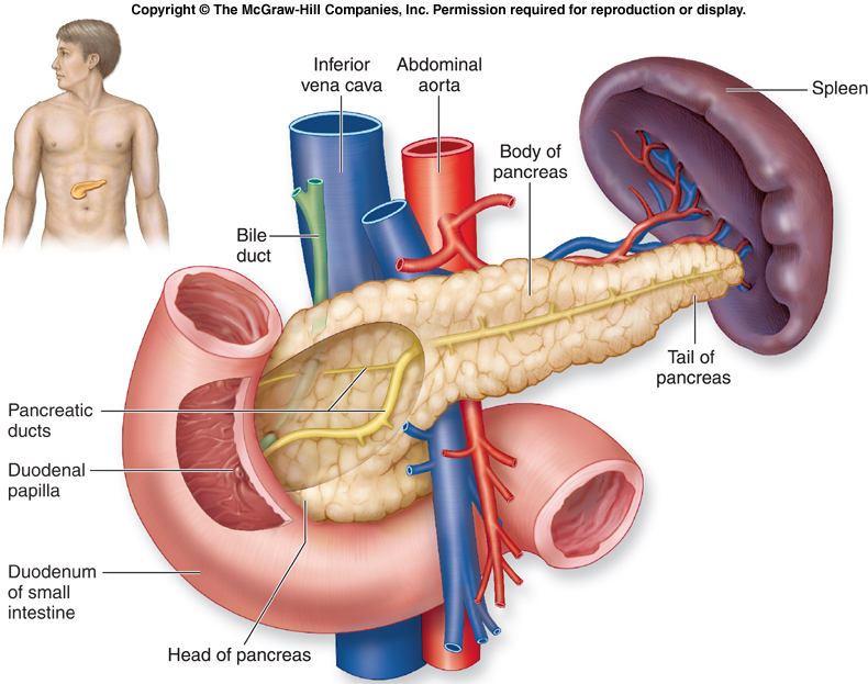 تشريح بنكرياس pancreas anatomy