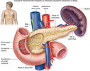 pancreas_anatomy_thumb%281%29.jpg