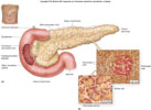 pancreas_anatomy_thumb.jpg