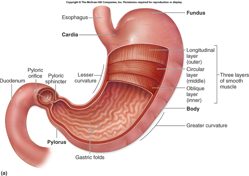 stomach_anatomy.jpg