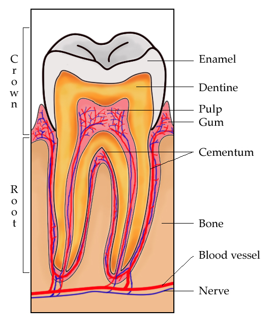 teeth tooth الأسنان