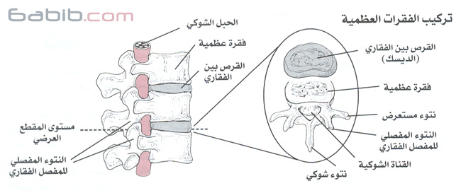 vertebra.jpg