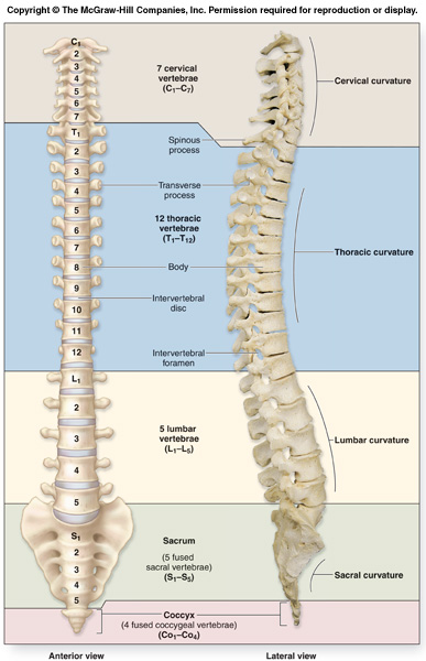 تشريح العمود الفقري vertebral_column