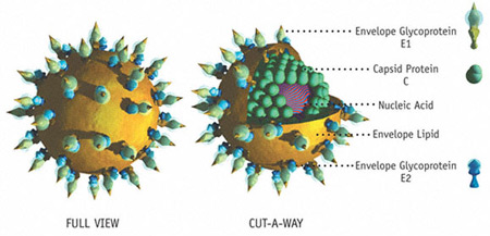 التهاب الكبد الفيروسي ج – الوباء الصامت - Hepatitis C