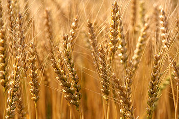 Wheat 3be685c124.jpg