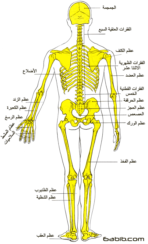 الهيكل العظمي - منظر خلفي