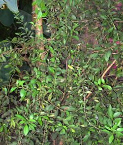 الحناء - الحنة - Lawsonia inermis - Henna