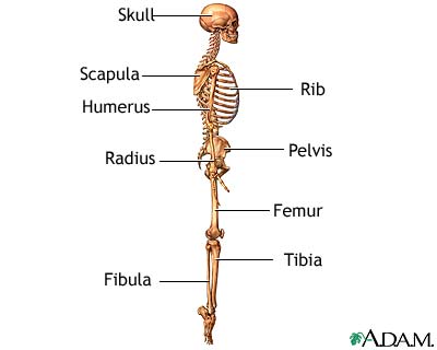 الهيكل العظمي - منظر جانبي