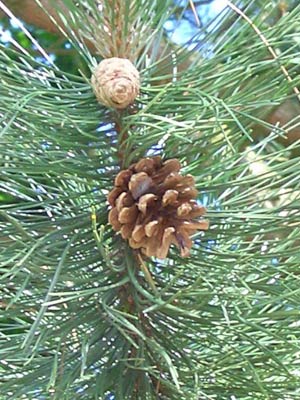 صنوبر ، الصنوبر Pine