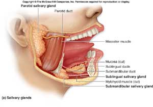 salivary glands anaomy