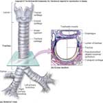 Trachea anatomy